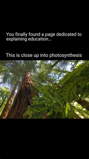 Explain Education | This close-up view of photosynthesis shows how green plant cells use chlorophyll inside chloroplasts to capture sunlight. The light energy... | Instagram