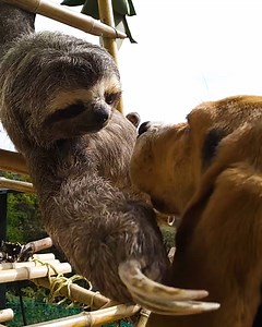 161K views · 4.9K reactions | The cutest friendship between a dog & sloth 殮 | MetDaan Beauty | Facebook