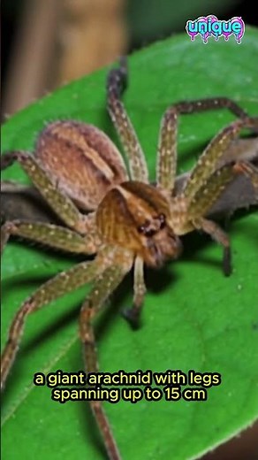 “Huntsman Spider: The Giant Speed Demon You Won’t Believe!” #spider #uniquefacts #facts #animals#nat