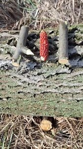 86K views · 198 reactions | THE MOST EFFECTIVE TRAP #survival #skills #outdoors #lifehacks #ideas #camping #bushcraft #fire #forestbathing | Dungannon Thomas Clarkes | Facebook