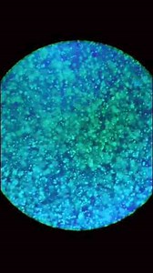 Glow-in-the-Dark Slime Under a Microscope