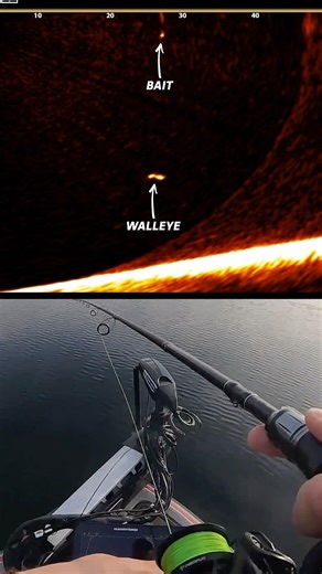 Reminiscing on catching suspended fall walleye 🥹 #Humminbird