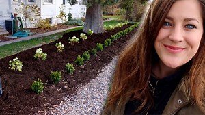 Planting Invincibelle Limetta Hydrangeas! 🌿 | Garden Answer