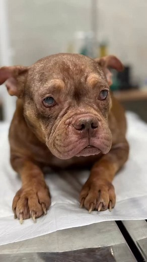 10K views · 1.2K reactions | Você não vai acreditar na novidade!...