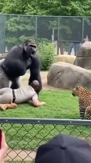 Gorilla Saves Zookeeper From Leopard | Caught on Phone