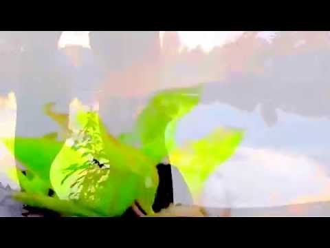 La Paloma Connie Francis English Version