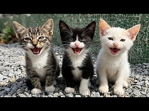 3 Orphaned Kittens Chose Me, Crying in the Street Because They Were Hungry and Malnourished
