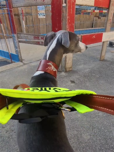 Blind Girl's Day with Her Service Dog