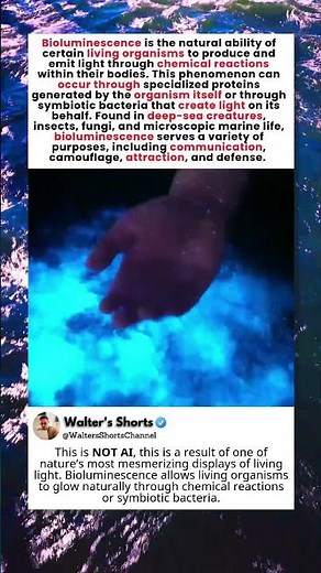 Bioluminescence: Nature’s Living Light 🌈🌅
