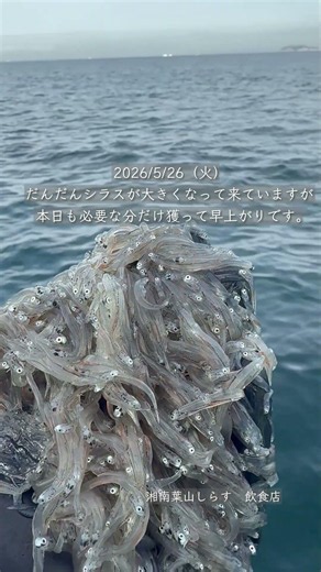 2026/5/26（火） だんだんシラスが大きくなって来ていますが本日も必要な分だけ獲って早上がりです。#生しらす #釜揚げしらす #勇しげ #葉山 #湘南しらす #ゆうしげ丸 #葉山しらす