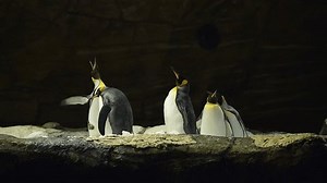 King penguins making sound and flapping their wings in zoological park.