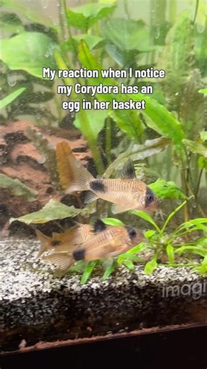 CORYDORA BREEDING #corydoras #corydorabreeding #corydoraeggs #pandacorydoras #fishtank