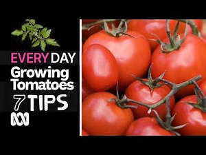 How to grow the tastiest tomatoes | 7 Everyday Tips | ABC Australia