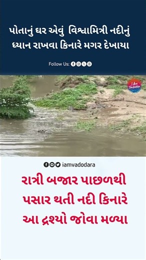 Crocodile Sighting Creates Buzz Near Vishwamitri River in Vadodara #Vadodara