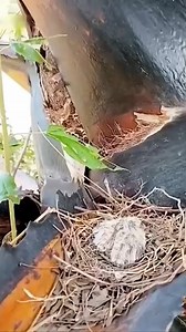 Animal Planet TV on Reels