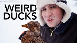 Breeding Unusual Ducks: What We Learned on the Farm