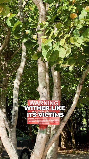 The Most Dangerous Tree You’ve Never Heard Of #DeadlyTree #NatureDanger #KillerPlants | Facto | Facebook