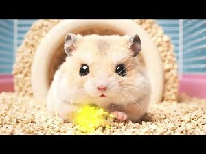 The Cute Hamster Song 🐹 | Fun Animal Song for Kids & Nursery Rhymes