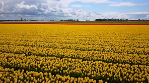Tulipas Flores Primavera Países - Free video on Pixabay