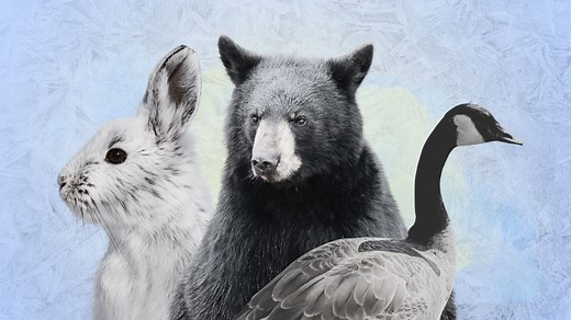 Here's how animals survive the coldest and darkest months - The Weather Network