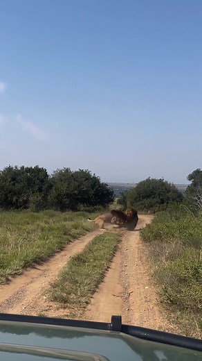Dominant Male Lions Fighting for Mating Rights | Kariega Game Reserve
