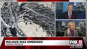 4.1K views · 87 reactions | After a long nap, Mojave Max has emerged from his burrow, marking the beginning of spring. https://bit.ly/3ae3JoL | FOX5 Las Vegas | Facebook