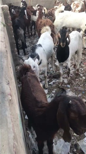 استمتع بوقت لقاء الماعز #bakaraykimasti #animals #bakra