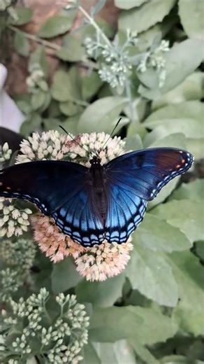 A very close encounter with a blue monarch butterfly! so pretty 😍 🦋 #butterfly #bluemonarchbutterfly