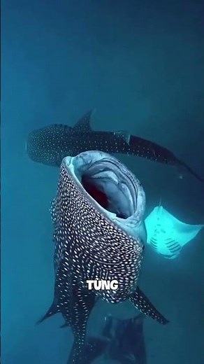 Cá Mập Voi: Bí Ẩn Khổng Lồ Dưới Đại Dương 🐳