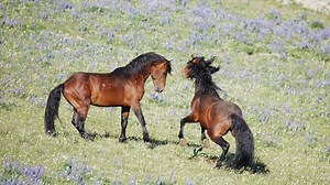 Wild Stallions Fight to Mate