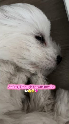 Always eyes open in case burglars are breaking into our home 🏠 #puppy #puppysleeping #dogsleeping