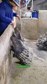 This Is How They Turn Dangerous Porcupine Quills Into Jewelry!