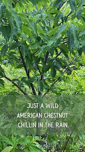 This wild American chestnut was found on a mountaintop by TACF staff member Angus. | The American Chestnut Foundation