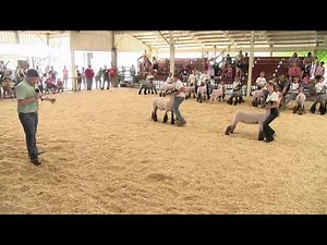 2025 Washington County Fair 4-H & FFA Sheep Show