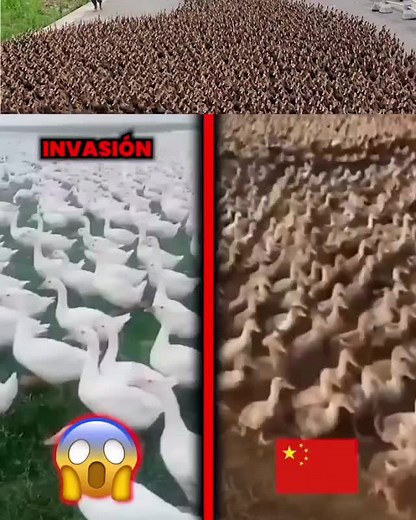 por que China contrato 100 000 patos para sus fuerzas armadas #pato #china #patosdefuerza #patosfuerzaarmada #fuerzasarmadasdechina #misterios #viral #sigueme_para_mas_videos_asi
