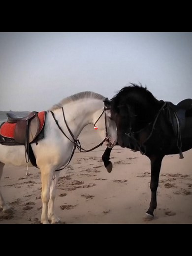 Exploring the Beauty of Black and White Horses