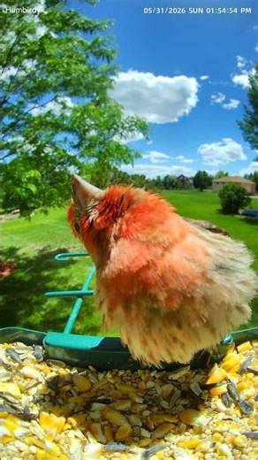 Why Is This House Finch Looking Upside Down #birds