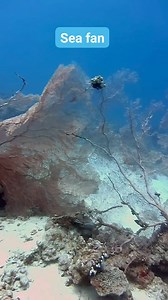 Sea Fan is a fascinating marine organism found in the deep parts of the reefs in the red sea. Despite its plant-like appearance with colorful, forked “branches,” it’s actually a colonial animal made up of many tiny individual animals working together. It has a classic sea fan look with red, thin branches woven into a mesh-like structure. The branches have small white polyps that are usually visible at night. Diet: They feed on tiny animal plankton using small, feathery tentacles. #softcoral #cor