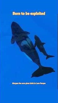 Morgan the orca gives birth in captivity | Born to be exploited at Loro Parque