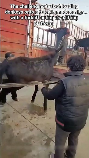 Loading Donkeys Onto Truck.