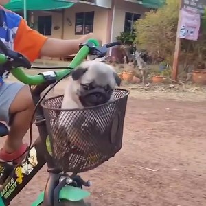 Please give side 😍 pug train is coming ❤😍😘 🌟: viralhog | instagram | PetsLyf