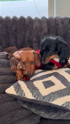 Dachshund Couch Cuddle Time ❤️🐾 #dogshorts #doxiedad #puppy