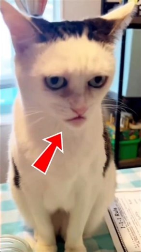 Why is your cat glitching like this? #cats #glitch #shorts