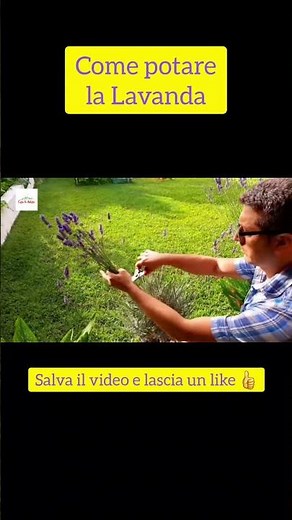 Come potare la lavanda