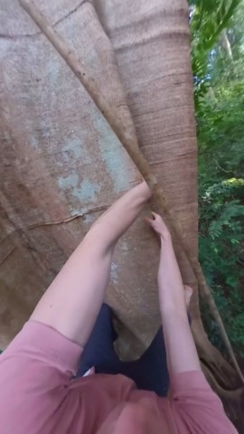 Noah Kane on Instagram: "Here is the crux section of the iconic porcupine tree in full. This is by far one of the best sections of climbing I’ve ever tried, on bark, rock, or plastic! Powerful pinch lieback moves with nothing but smears for feet. Vines are off! Not that I would want to trust them anyways. So satisfying to work on it so much this past season and to put a finishing touch on it with this final exam."