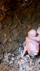 18K views · 247 reactions | #Small birds eat | Natural Bird Check | Facebook