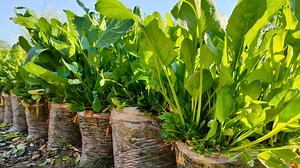 2.6K views · 238 reactions | Cheapest Containers | How To Grow Spinach (Palak) From Seeds To Harvest Full Information with Update You Tube Channel Link https://youtube.com/@talhamushtaq664 Follow This Page For More Interesting Videos #spinach #palak #containergardening #growathome #kitchengardening #growing #gardening #diygarden | TM Baagh | Facebook