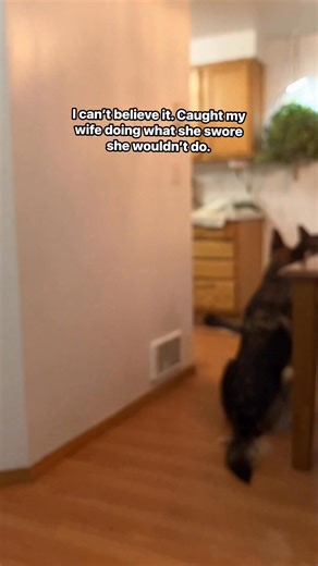 Ruby & Red on Instagram: "When your wife says no… but means yes. #germanshepherd #pets"