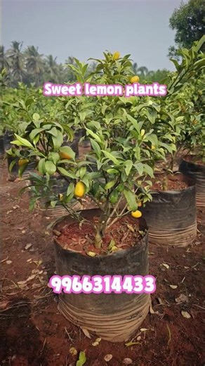 Sweet Lemon Farming- High Demand Plant's