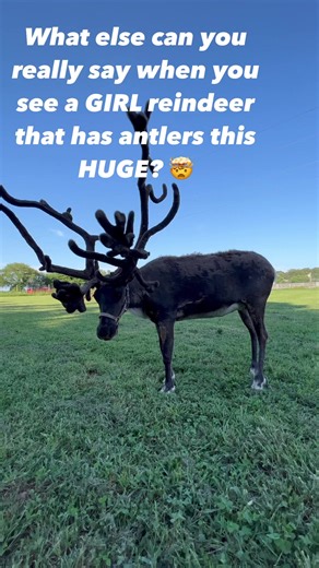 🦌Mistletoe is just a LITTLE top heavy! And yes I said SHE!!! Female reindeer have antlers as well. She is possibly the biggest antlers on our farm! 😍 Have a great rest of your Saturday, y’all!!! | The Reindeer Farm